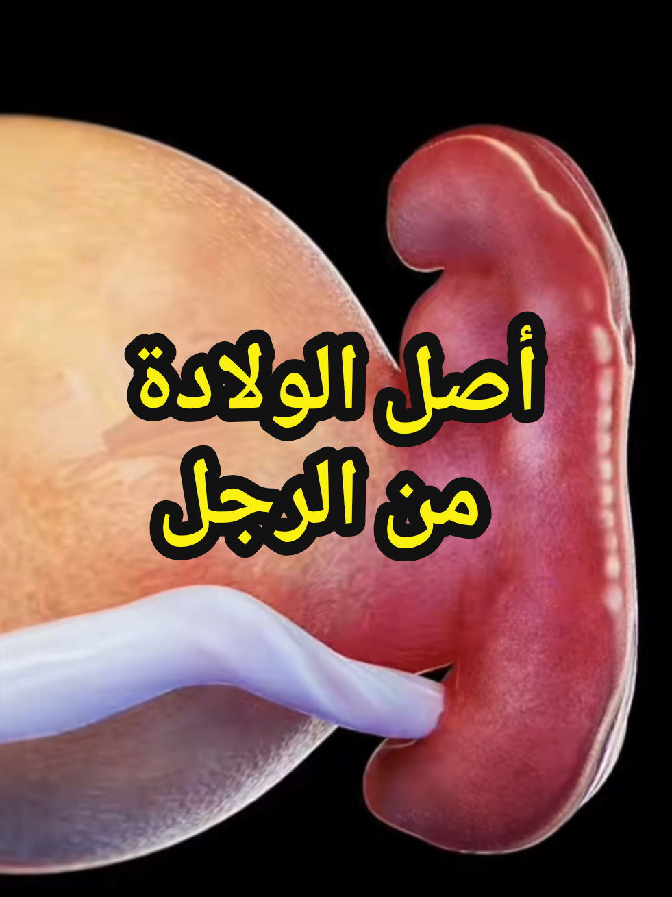 أصل الولادة من الرجل و ليس من المرأة الشيخ محمد بن علي الشنقيطي #الولادة #الجنين #موعظة_دينية_مؤثرة الشنقيطي#foryoupage❤️❤️ 