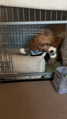 POV: Your puppy brings you a toy every time she wakes up 🥹🥲 #puppy #cute #cavapoo #poodle #dog 