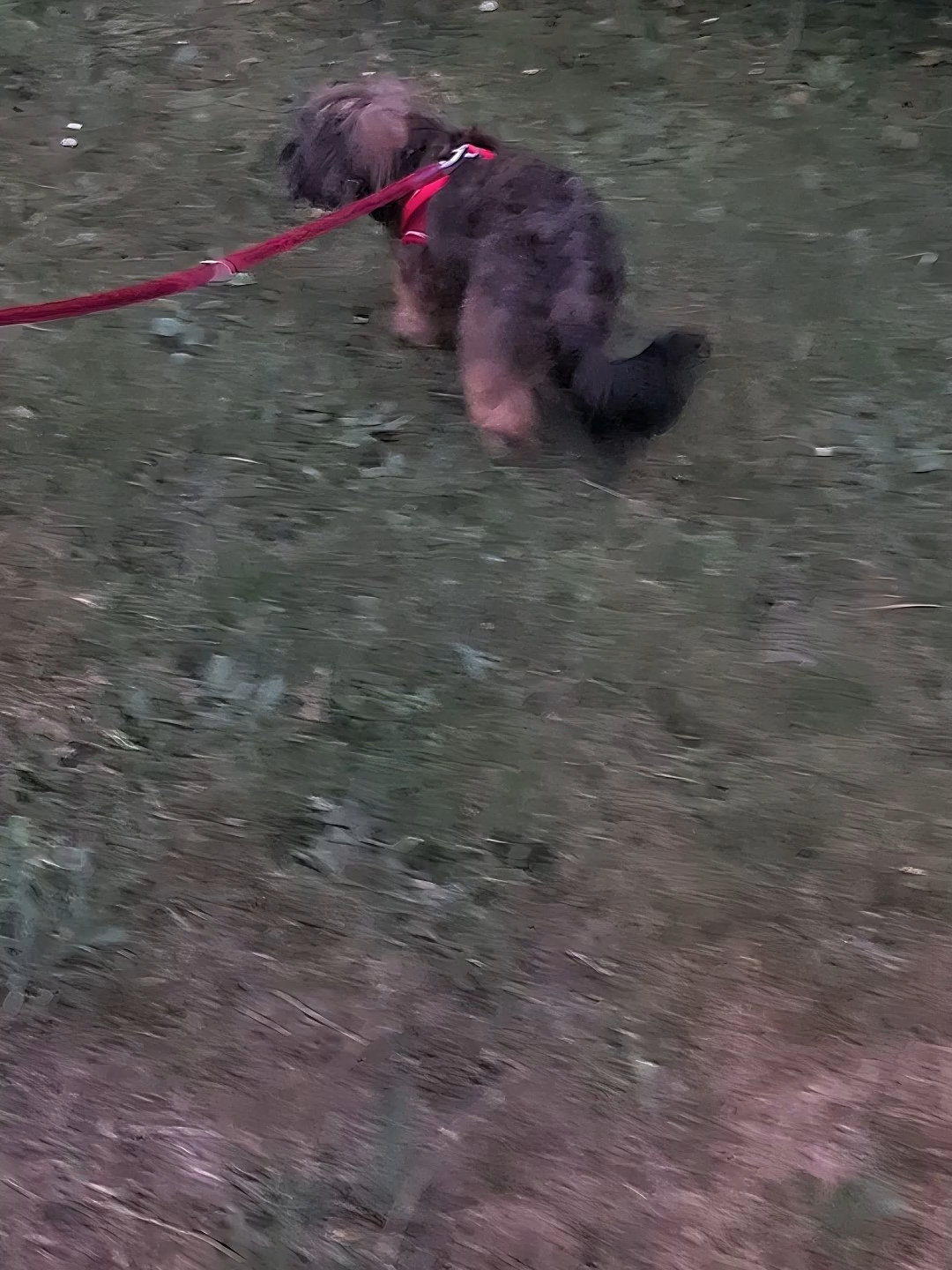 Abendspaziergang mit Leni 🌙🐶 Gestern beim Gassi gehen zog sie an der Leine, als müsste sie einen riesigen Anhänger hinter sich herziehen 😅🚶‍♂️ Trotz Dunkelheit war sie voller Energie und Tatendrang 💖🐾 #GassiZeit #BolonkaLove #Hundeglück #Dogsofttiktok #HappyDog #VierbeinerLiebe #Abendrunde