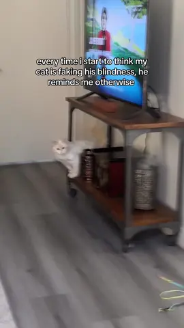 #cat #catonaleash #catlover #catonaleash 