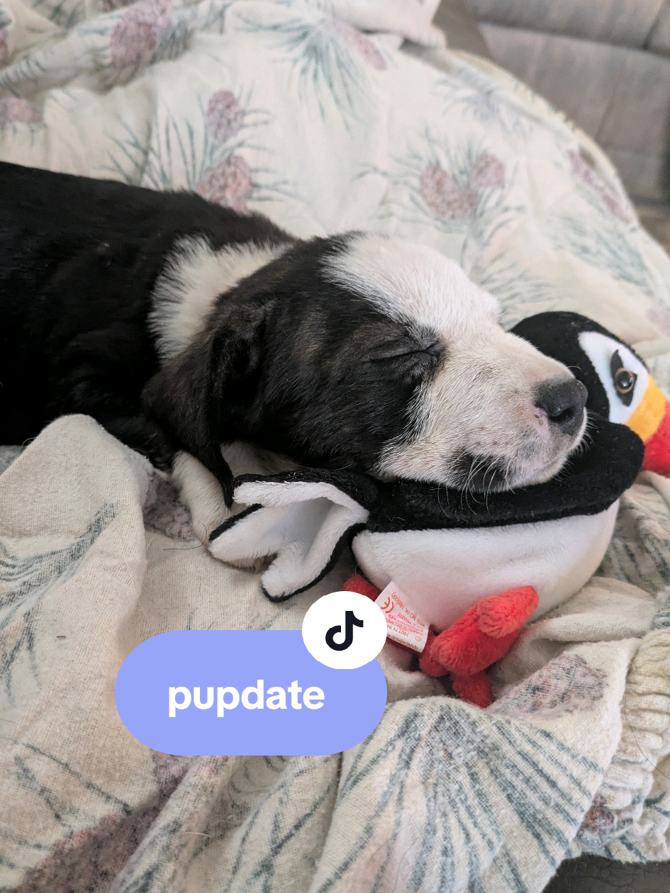 trap house to farm house pupdate 🎱 fleas are gone, worming in the works, bite wounds scabbing and falling off. #pup #farmdog #littleguy 