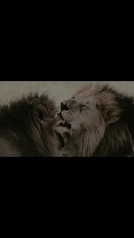 A brother’s love is something rare and powerful. ❤️👑 Oloimina and Oloshipa, the last two of the Black Rock boys, once walked separate paths. Today, they stand united, stronger together than ever before.  Long live and rule mighty Kings ! 👑🙏 Credit - in_search_off_ / marina cano   #Oloshipa #Orpadan #lion #king #wildlife #warrior #blackrockboys #masaimara #fyp #foryoupage #brotherhood 