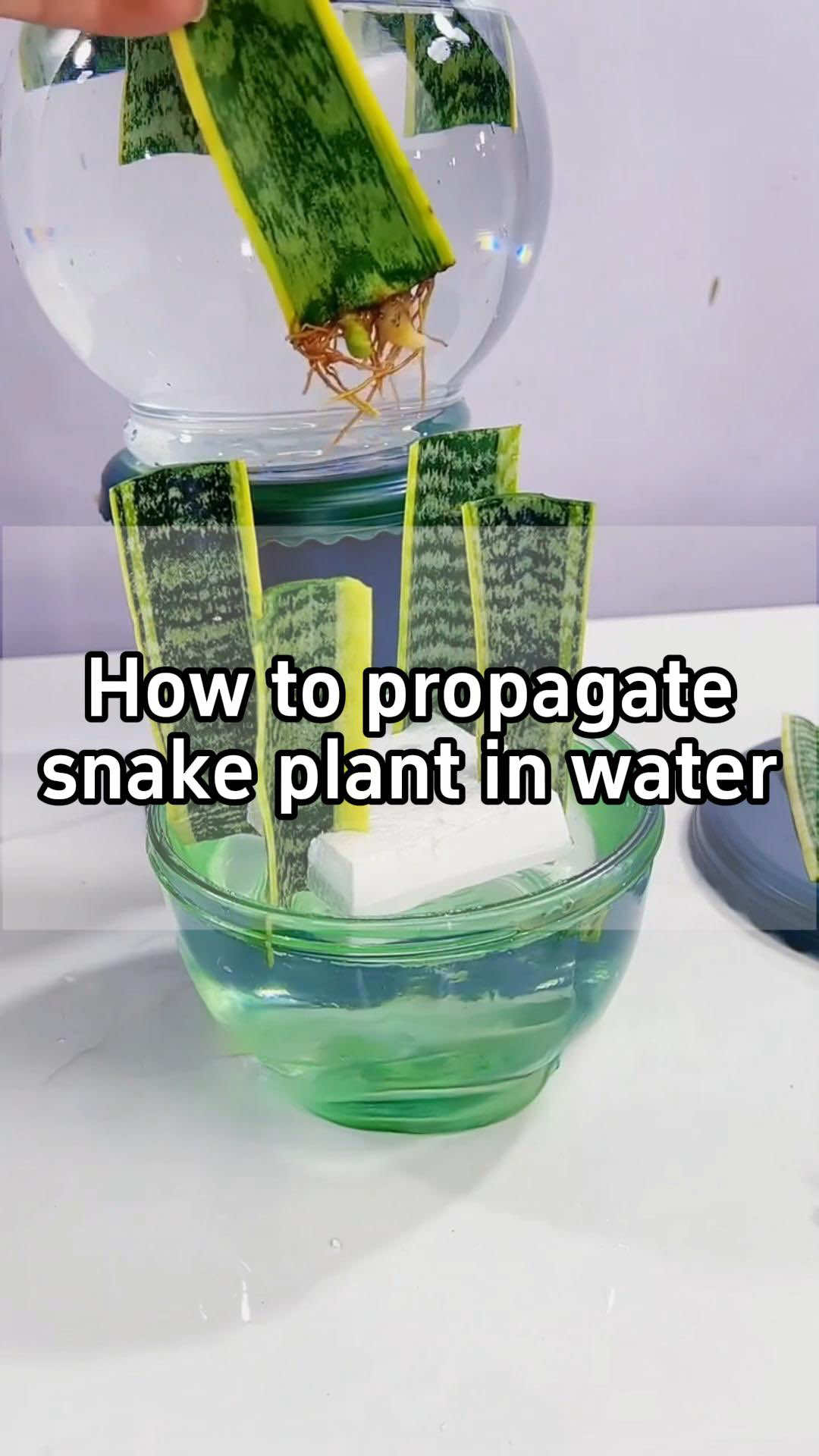 🍀How to propagate snake plant in water?💦  🔪Cut snake plant leaf into sections ☁️Place it in a well-ventilated area to dry 🍃Take a piece of foam and cut a small slit ☘️Insert the prepared snake plant leaf into the slit 🧴Place it into your hydroponic container 🌥️Put it in a spot with indirect light #planting #garden #homegarden #houseplants #indoorplants 