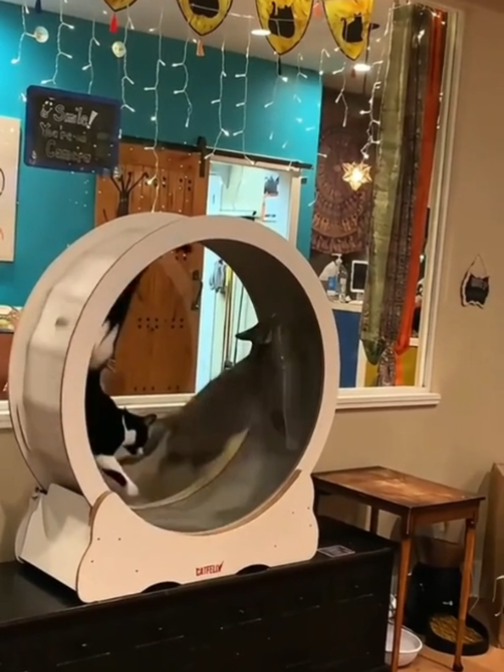 Cats play sports #fyp  #cat  #cats  #funny  #catsoftiktok 