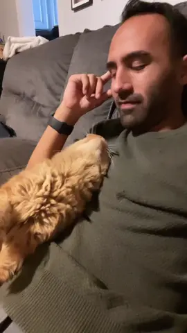 Kermit will do what it takes for a kiss 😽 #catdad #catsoftiktok #cats #catlovers (Follow Kermit on his other socials as we move away from TikTok in the near future)