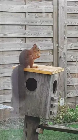 #FuDFiD_FuDFiD #fudfid🐿️💫 #eichhörnchen #garten 