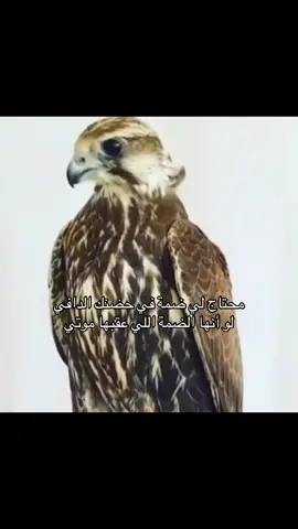#you #قصايد #صقر #W 