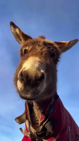 Look into my eyes#donkey #farm #donkeys 
