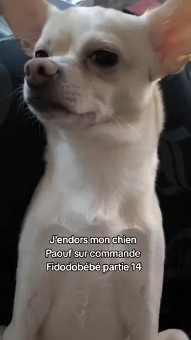 T'es prêt pour dormir ? 😈🔱 faidodobébé #Fidodobébé #Chien #asmr 