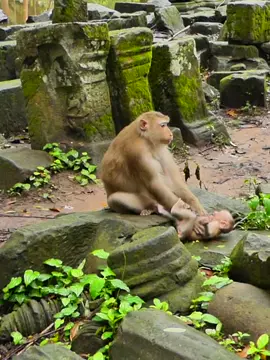 Baby to ask mik but mom try to reject ! #Monkey #widlife #Lynx #babymonkey🐒❤️ #monkey
