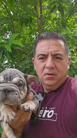 #frenchbulldog #frenchi #frenchie #frenchiesoftiktok #dog 