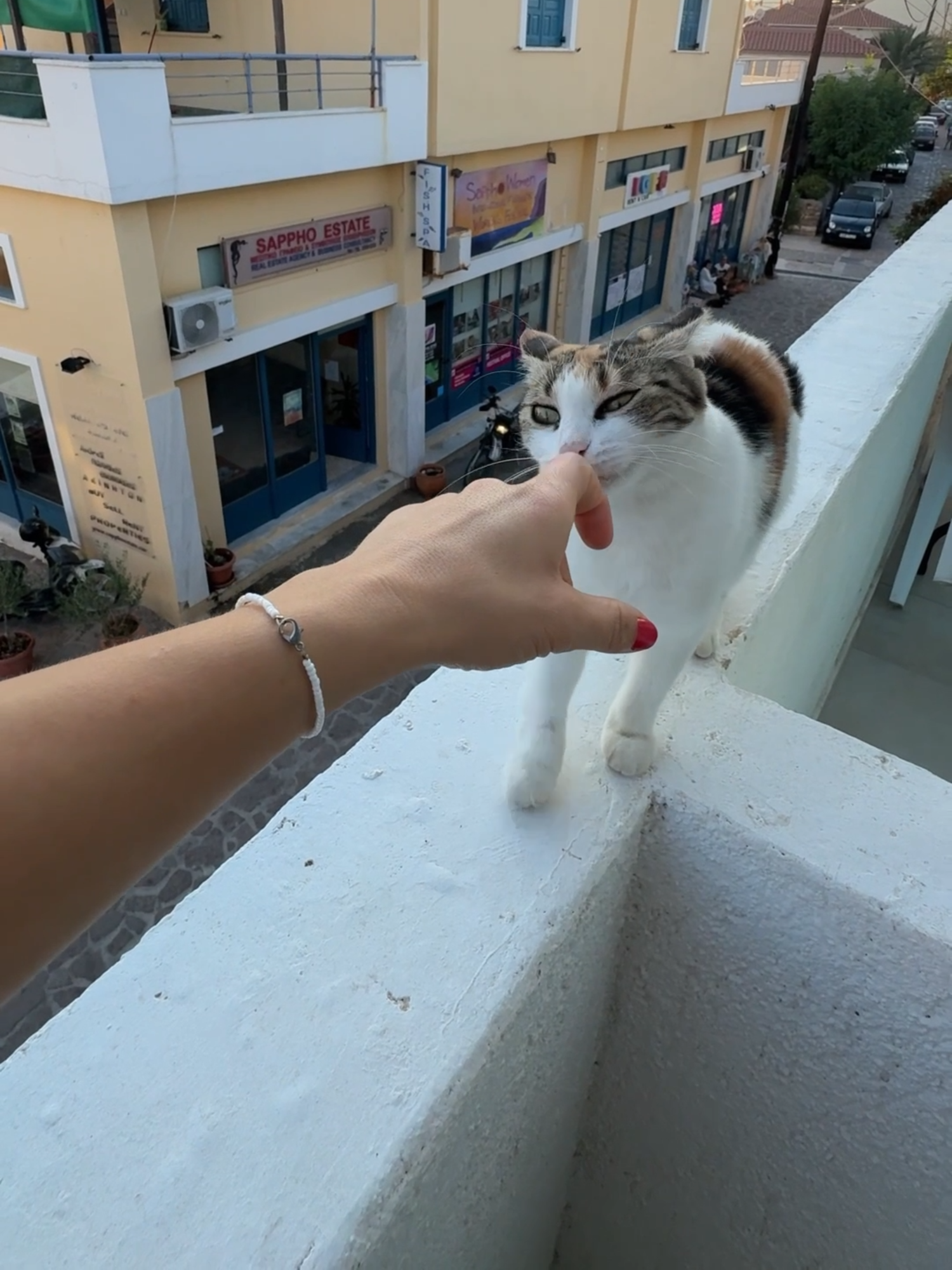 Beautiful Cat.🐈#fyp