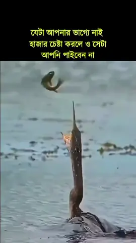 #সবাই_একটু_সাপোর্ট_করবেন_প্লিজ #সবাই_কপিলিংক_করো_প্লিজ #জানি_ভাইরাল_হবে_না😐😐 #foryoupage 
