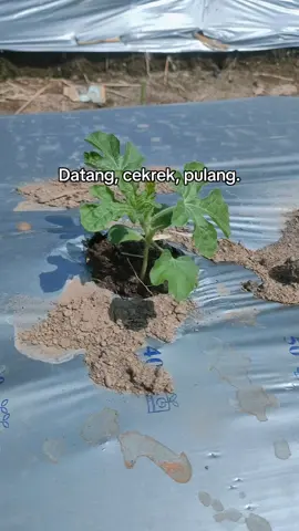 Datang sesuka hati. #petanimuda #petanimilenial #fyp #petanisemangka🍉🍉 #petaniindonesia🇮🇩🇮🇩🇮🇩🌿🌿 