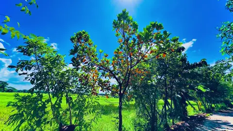 আল্লাহ উত্তম পরিকল্পনাকারী 🥰❤️‍🩹#creatorsearchinsights #viral #trending #ibnaabdullah #islamic_video 