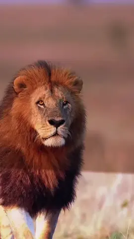 #CapCut #👑 #almhyub2 #🦁 #اكسبلور 