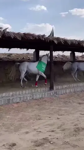 #ماشاءالله_تبارك_الله_اذكروا_الله #خيل_وخياله🐎 #يوم_التأسيس #اكسبلورexplore #الساطي 