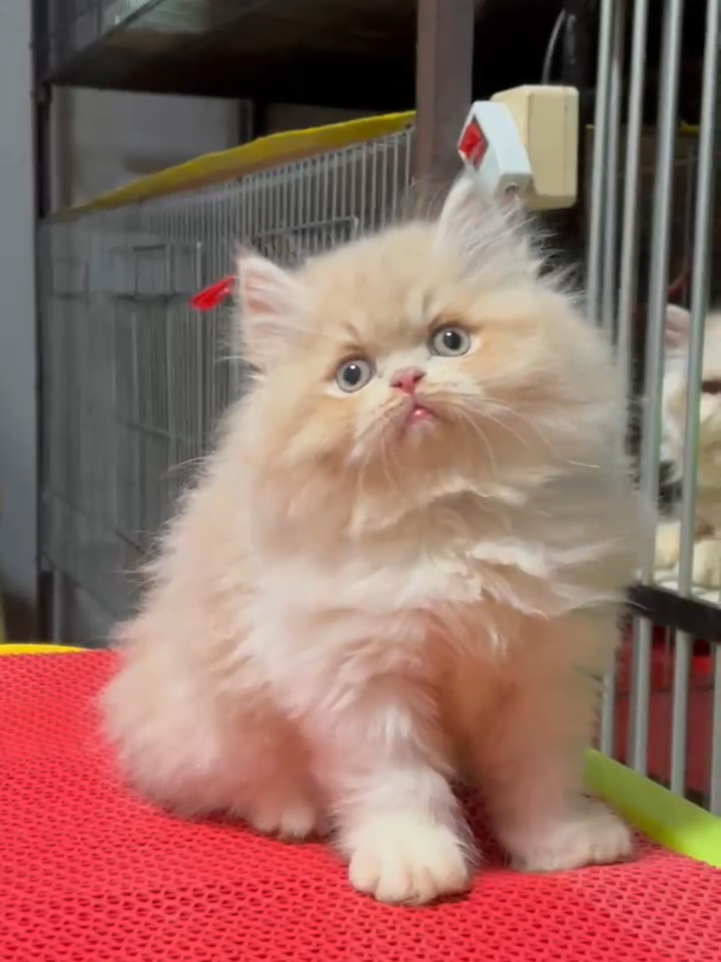 Si Cream🥰#catsoftiktok #kucinglucu #cat 