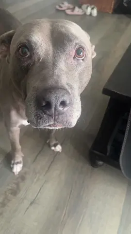 we’re just anxious girlies🙃 #bluenose #pitbull #nashville #anxiety #nashville 