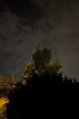 تحب الأشجار مواعده الغيوم ليلآ وتراقصهما الرياح 🌬️