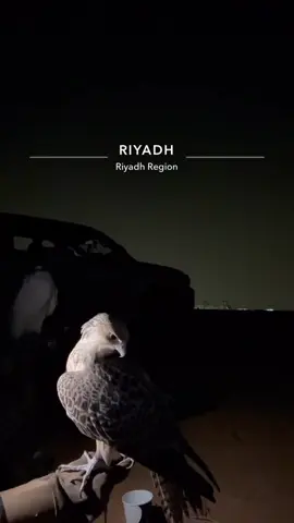 #صقر #fyp #عشوائيات 