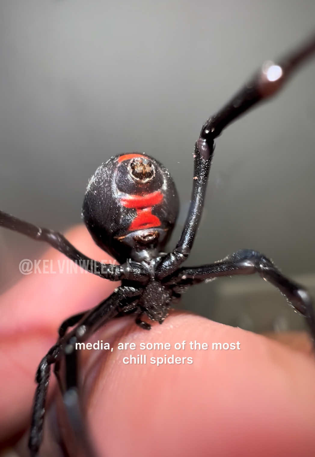 The two most feared spiders in the United States!! #spiders #blackwidow #brownrecluse #entomology #fyp