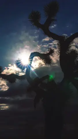 Les plus belle paroles ✨@BABYLONE OFFICIAL #viral #pourtoi #fyp #magrebunited🇲🇦🇩🇿🇹🇳 #foryoupag 