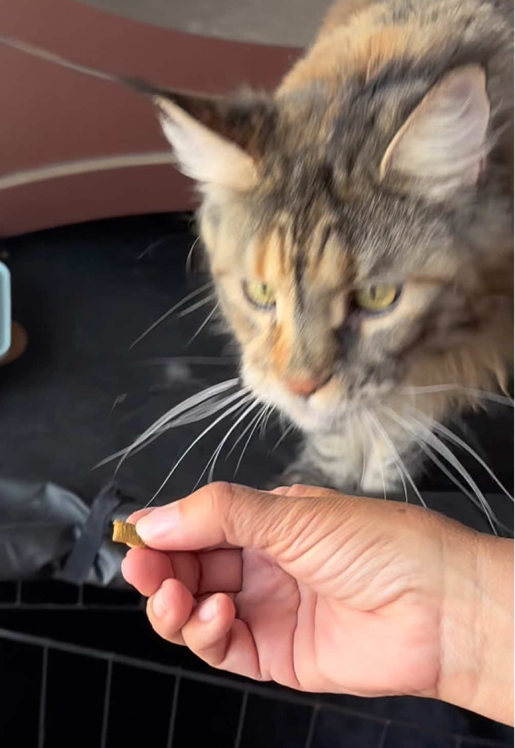 #mainecoonsoftiktok #catreats #cathonesty #multivitamin 
