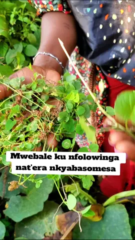 mbaleetede enjawulo wakati wenkikimbo ne kabbo ka muwala#kabokamula #edagala #enkikimbo #fyyyyyyyyyyyyyyyy #fyp 