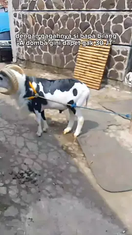 #katakatasunda #pdpgunungkujangjaya #beradafypシ #viral