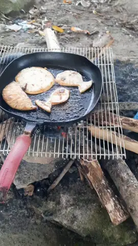 se están quedando las tilapias jajajjajaaj saludos y bendiciones #tilapias #divertido #flypシ #chelonas 