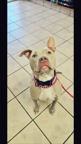 Favorite part of my job is seeing everyone's dogs! #dogs #pets ❤️❤️❤️❤️