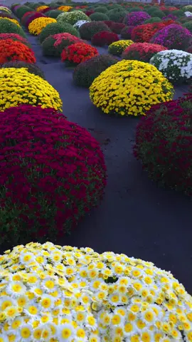 #хризантемамультифлора #осень #мультифлора #осень #мультифлора 