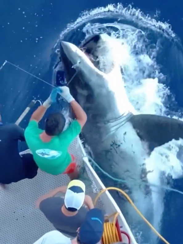 #freediving #spearfishing #shark #blackmarlin #water 