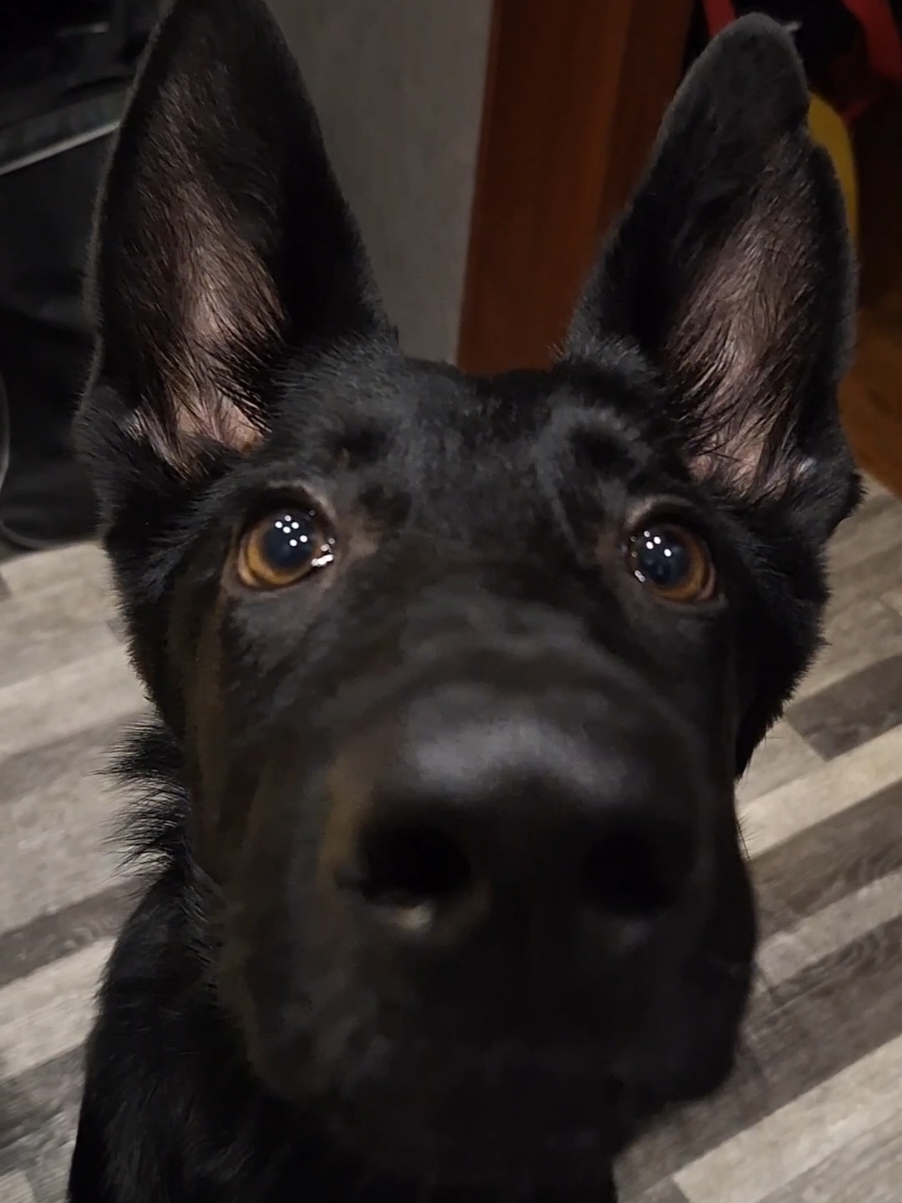 Она так смешно носом тыкается я не могу 😭 #немецкаяовчарка #собака #животные 