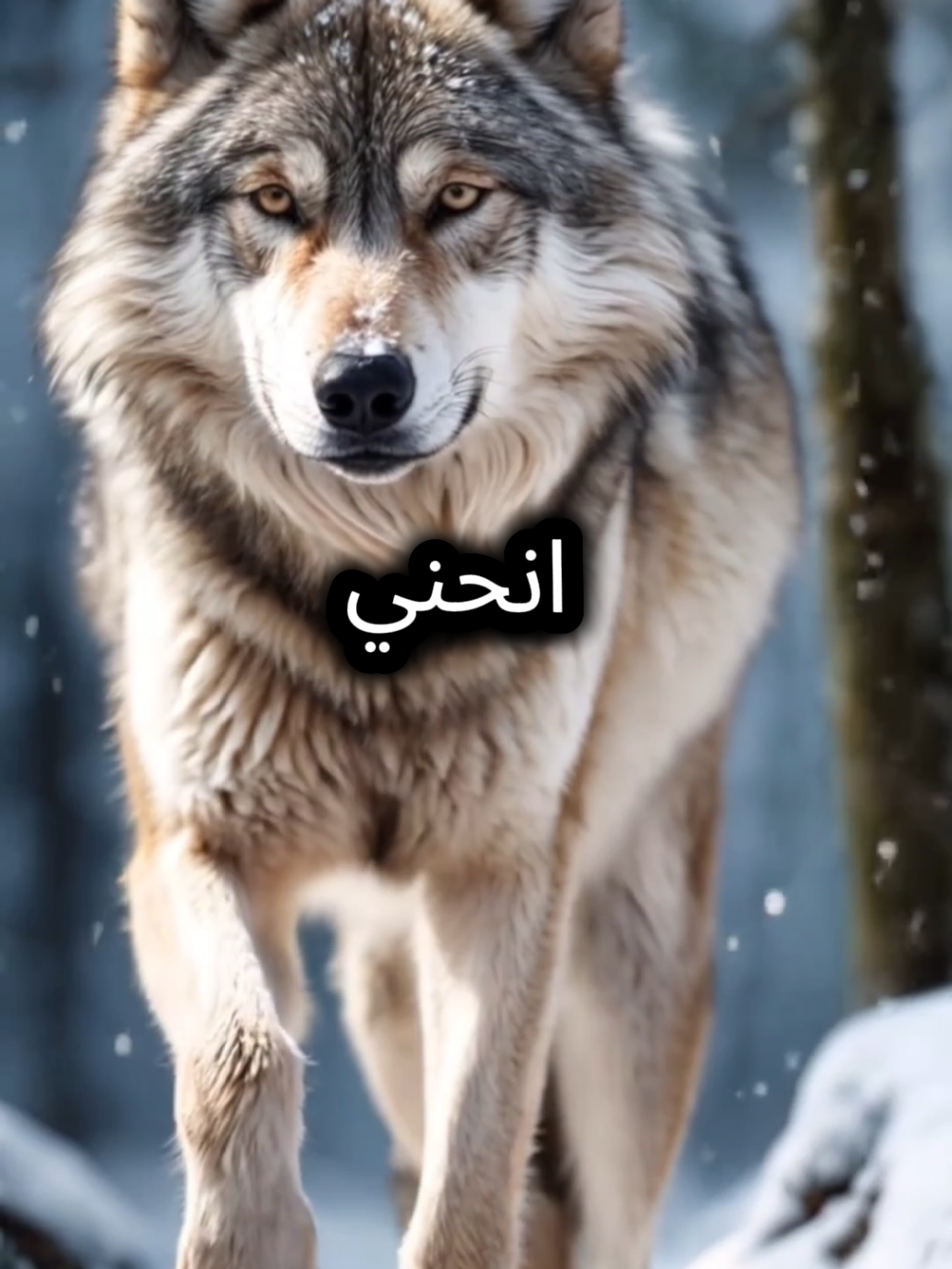 هل تعتقدون انني ساخفض راسي لاحد لا وألف لا    #LIVEIncentiveProgram #LIVEwithlowfollowers #PaidPartnership  #اقوال_وحكم_الحياة #اقتباسات_عبارات_خواطر 