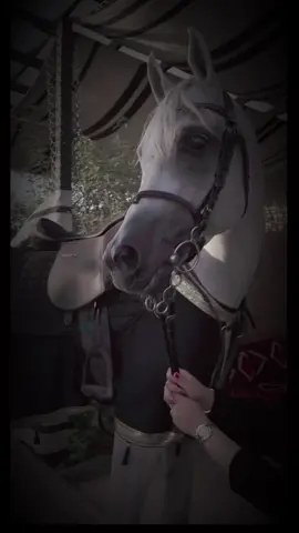 تعال باقيلي هنا جرح ما طاب  جرح علي خبرك من العام ملهوب 🖤🐎