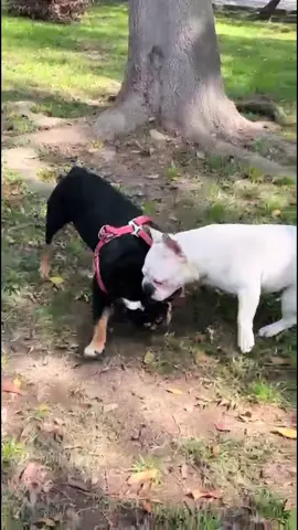 Sasha 🥰🐶😍 #dog #pet #englishbulldog #bulldogingles #Love 