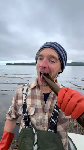 This is Alaska kelp, and it just might be the tastiest food on earth. Wanna try? 