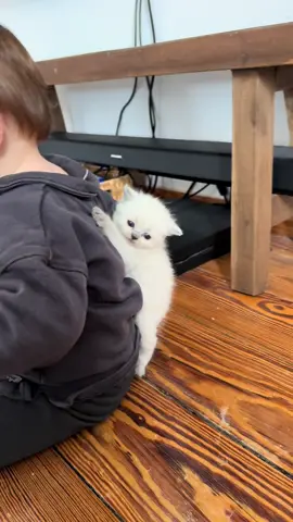 cat: help #foryou #catsofinstagram #toddler #babyboy #fürdich 