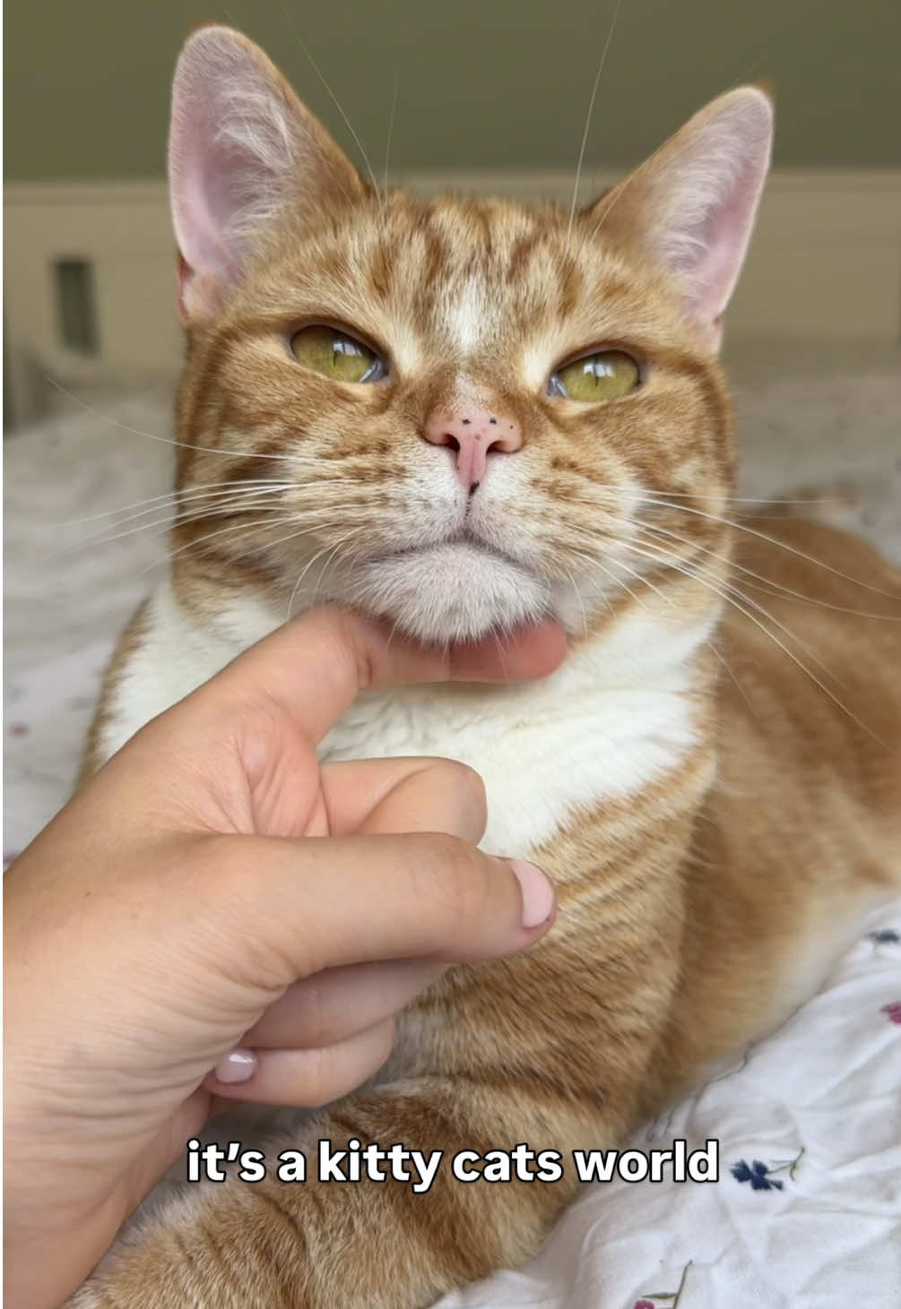 It’s a kitty cats world 🌍 ✨  #cat #orangecat #fyp 