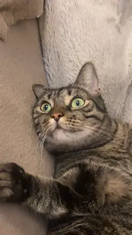 Wenn selbst deine Katze weiß das der Typ gecancelt werden sollte😂🤌🏼#sommerhausderstars#sds2025#fyp 