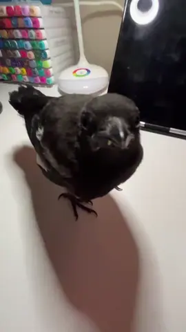 #рек ворона поет,(видео мое)