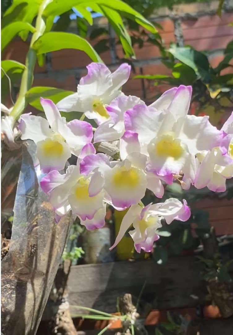 El jura que no es blanco  #gatos #michi #fyp 