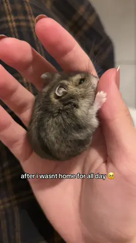 Memik is 3 months old 🥹🥲❤️ #fyp #hamstersoftiktok #hamster 