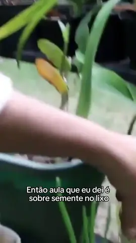 A cenoura que não dá cenoura, mas dá folhas deliciosas e sementes!