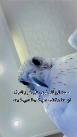 #قصيدة_شعر_أبيات #قصايد_شعر #قصيده_شعر_بوح_خواطر #اكسبلوررررررر @شـ๋͜ــٰــُٰــجاع 𓅔 