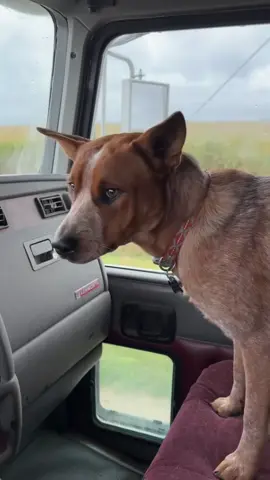 A little one sided beef with the wipers. #LanguageLearning #heelersoftiktok #dingo 