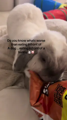 Sucker for snack time 🍟  @Walkers Crisps #doritos #minilop #minilopsoftiktok #bunniesoftiktok #cuteanimal 