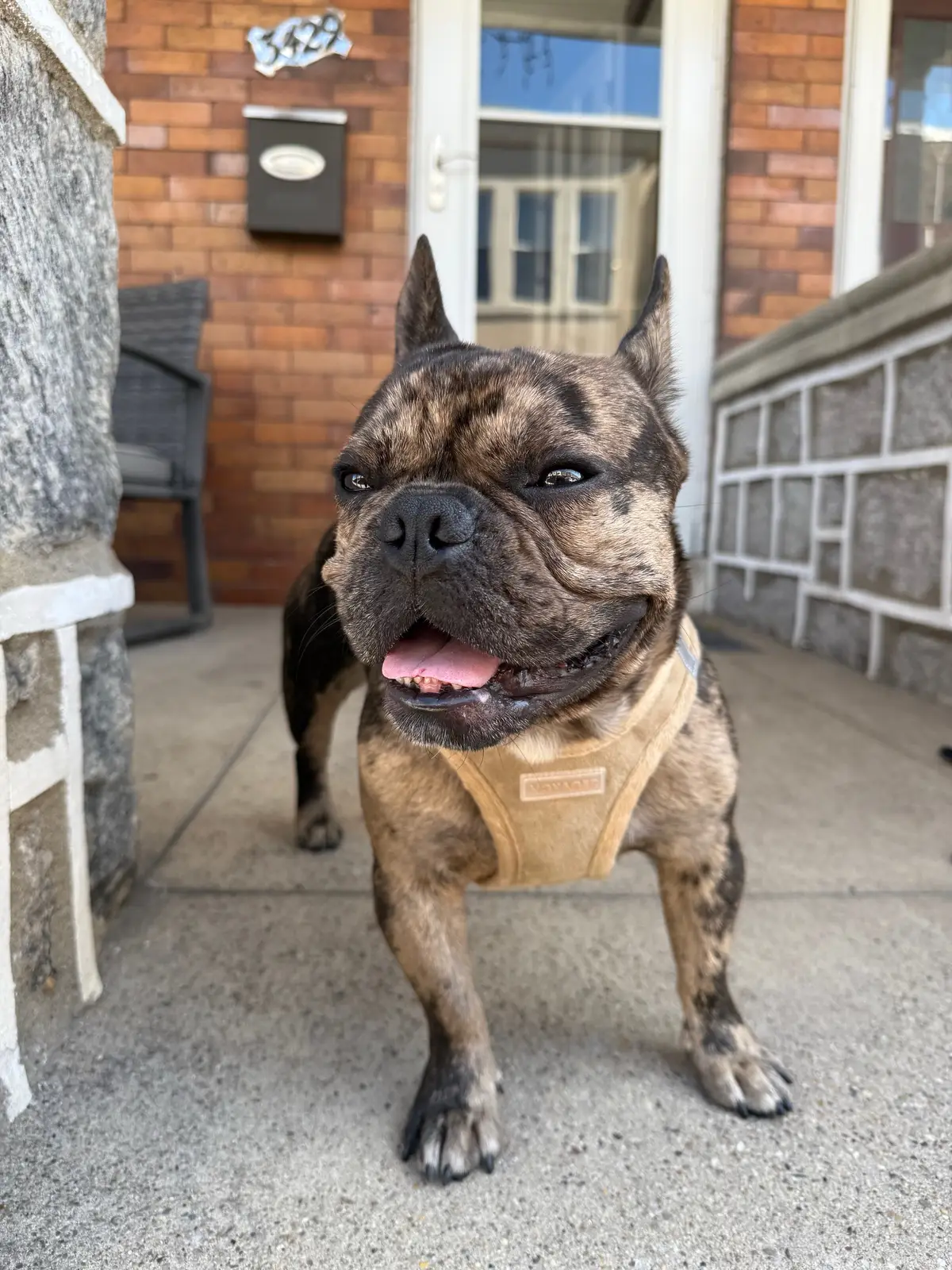 Two harnesses, one superstar 🐾 Which Voyager look do you like better on @chinobino_thefrenchie, tan suede or bold black? #VoyagerHarness #dogsoftiktok #dogs 